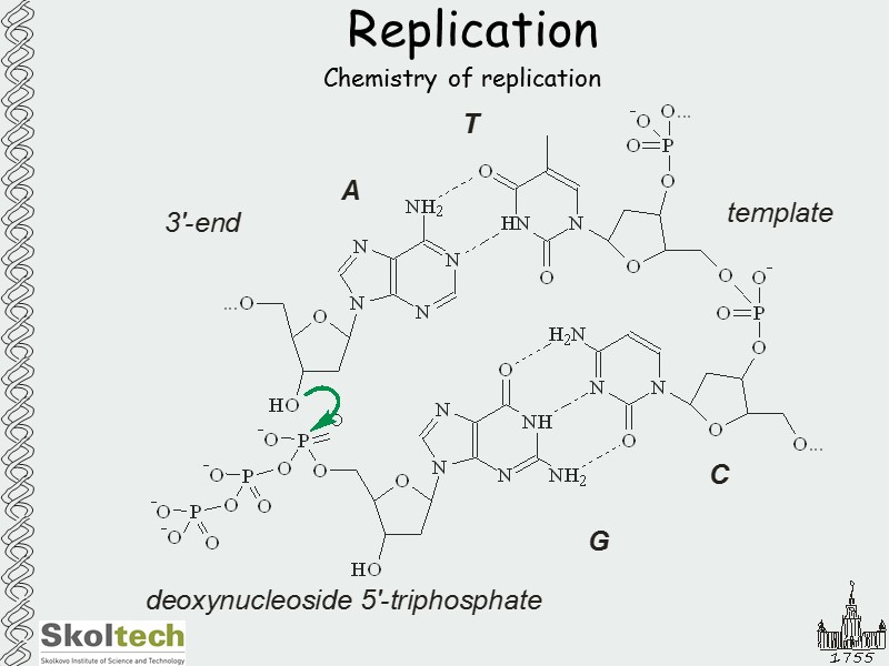 Replication Chemistry of replication